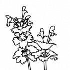 ホトケノザ 植物 春 5月